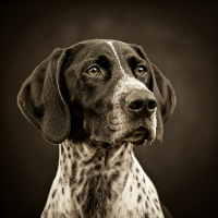 StevenRaccoon的化身