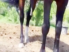 Hot horse with his hard cock