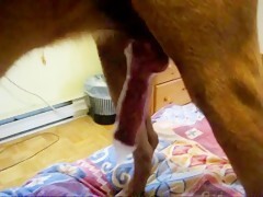 Dog with condom and gets handjob